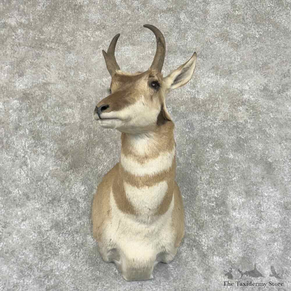 Pronghorn Antelope Shoulder Mount For Sale #30681 @ The Taxidermy Store