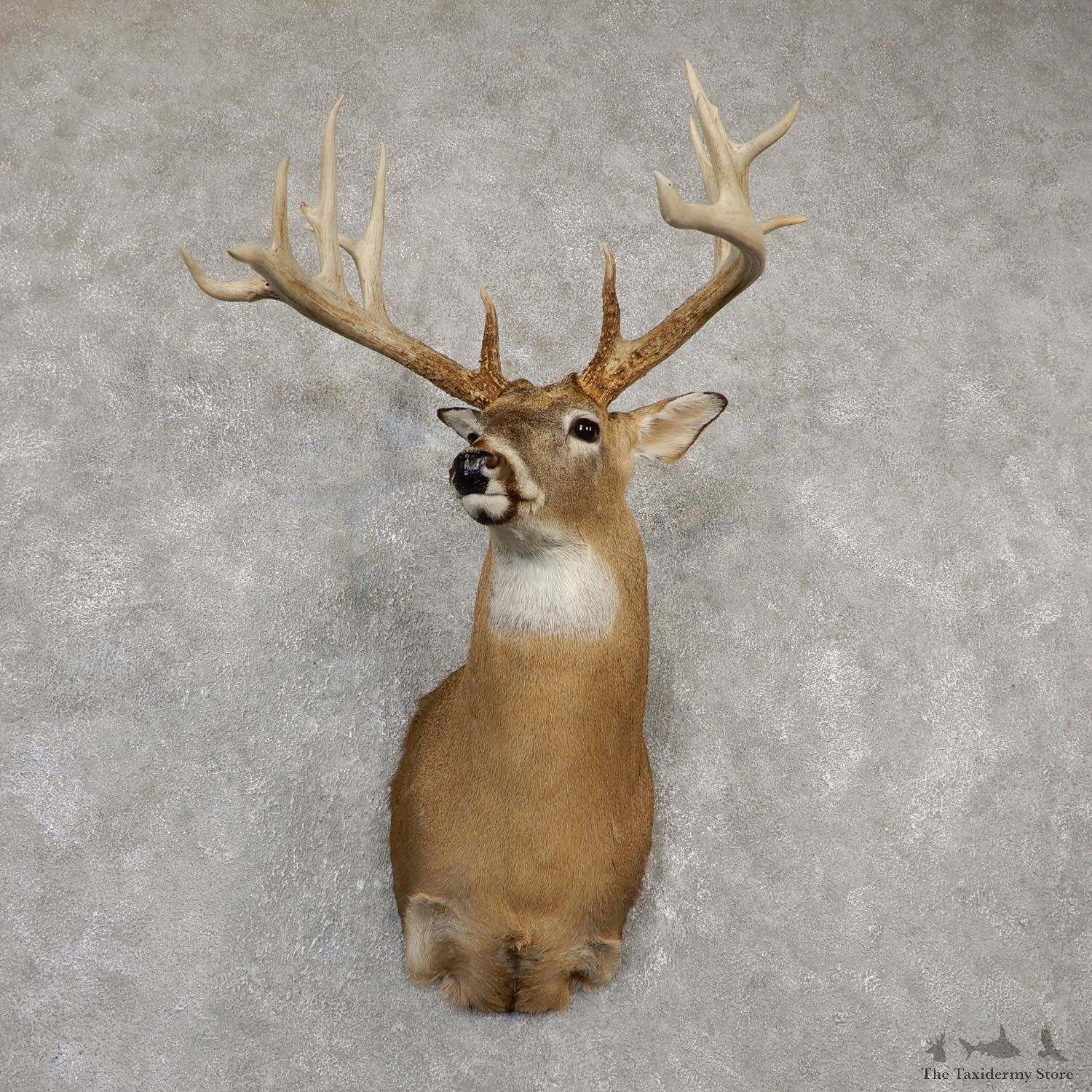 Whitetail Deer Shoulder Mount For Sale #20012 @ The Taxidermy Store
