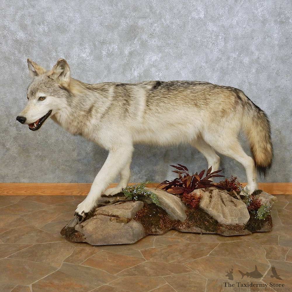 Grey Alaskan Wolf Mount For Sale #14911 @ The Taxidermy Store
