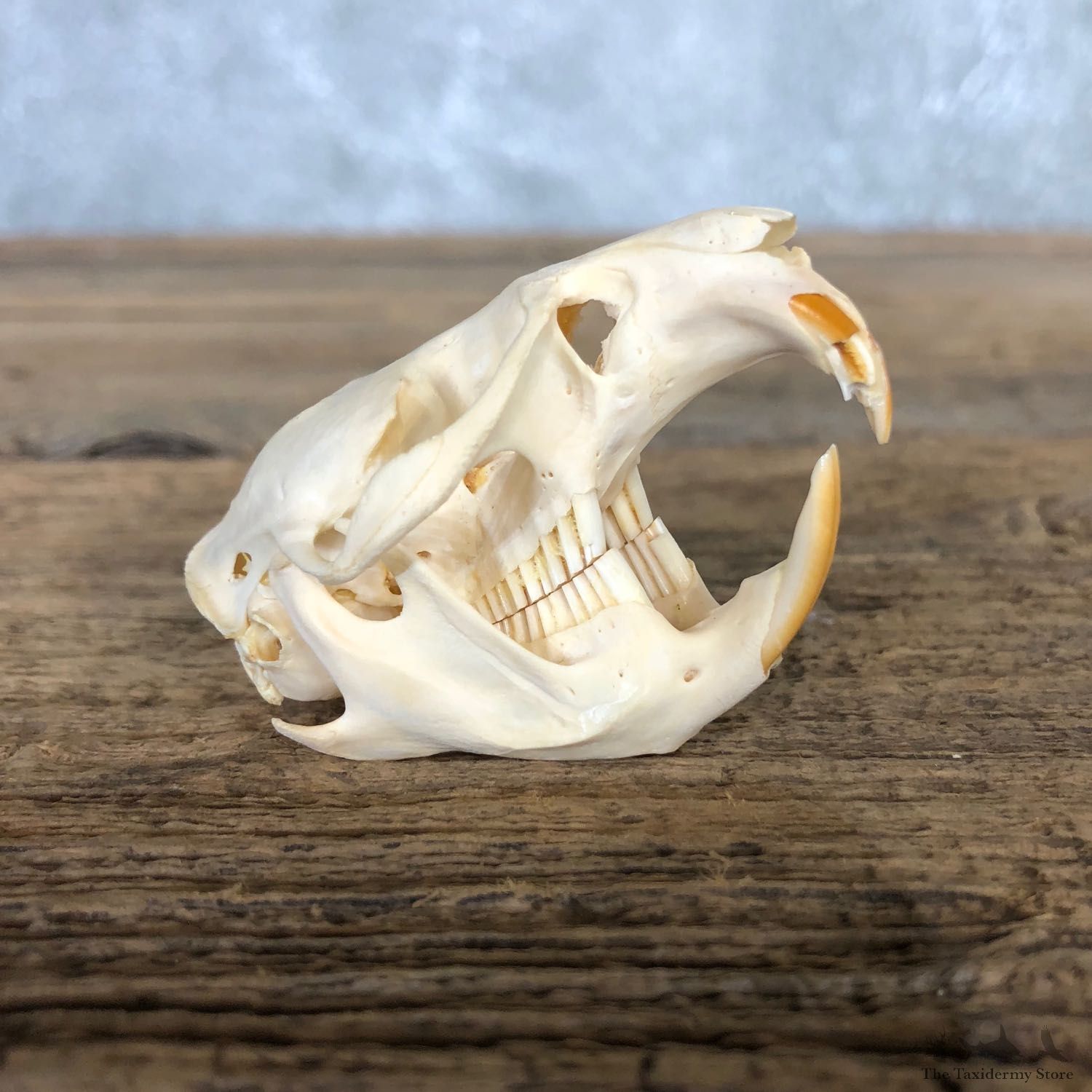 Muskrat Full Skull Taxidermy Mount #19826 For Sale @ The Taxidermy Store