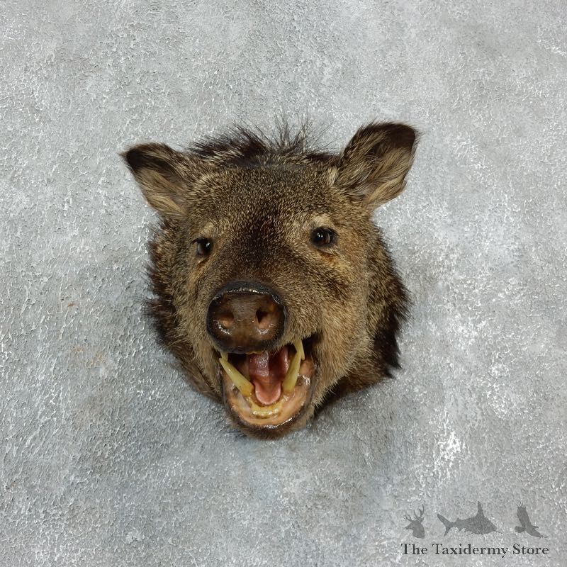 Peccary Taxidermy Mount For Sale #17923 @ The Taxidermy Store