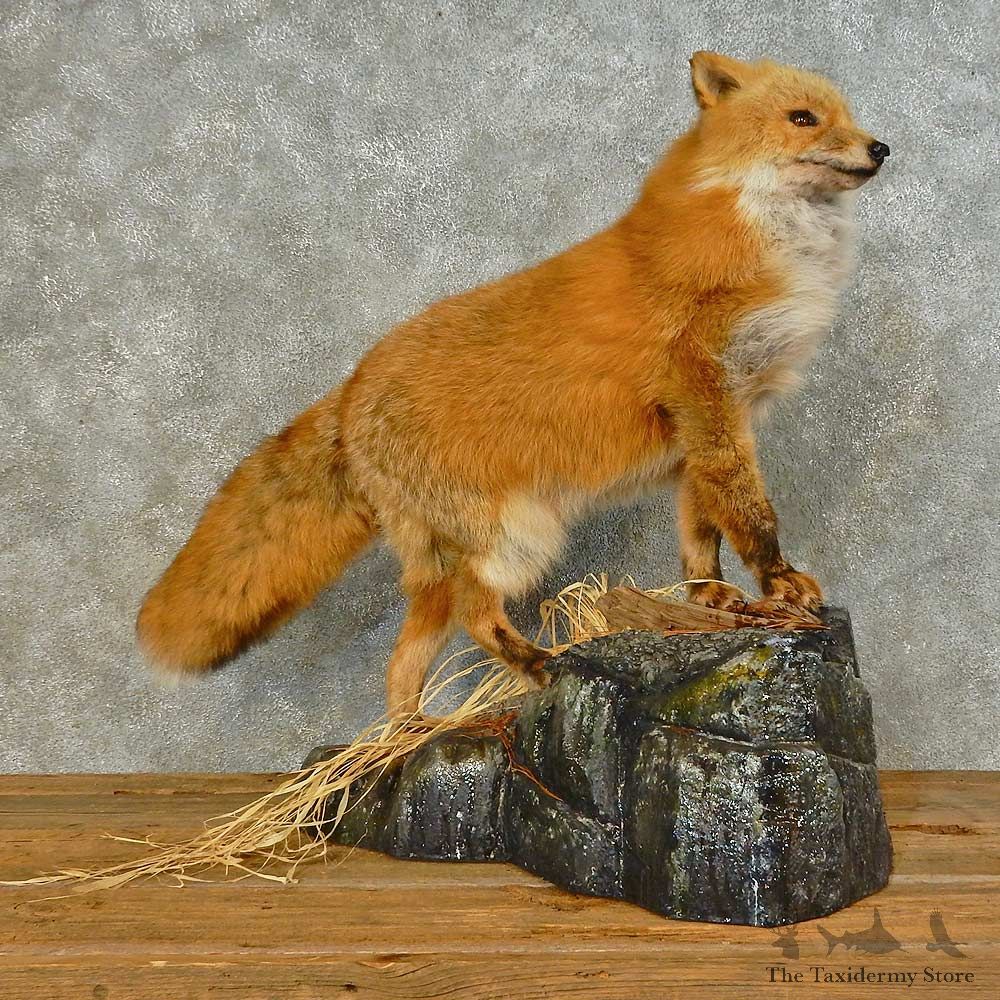 Alaskan Red Fox Life-Size Mount For Sale #16408 @ The Taxidermy Store