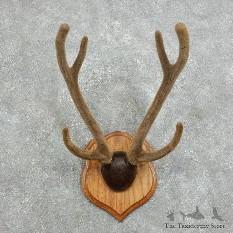 Axis Deer Plaque Mount For Sale #18342 @ The Taxidermy Store