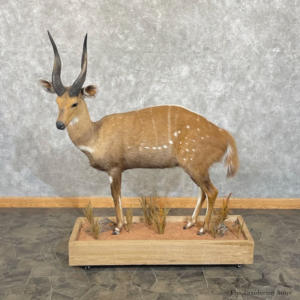 Cape Bushbuck Life-Size Mount For Sale #27669 @ The Taxidermy Store