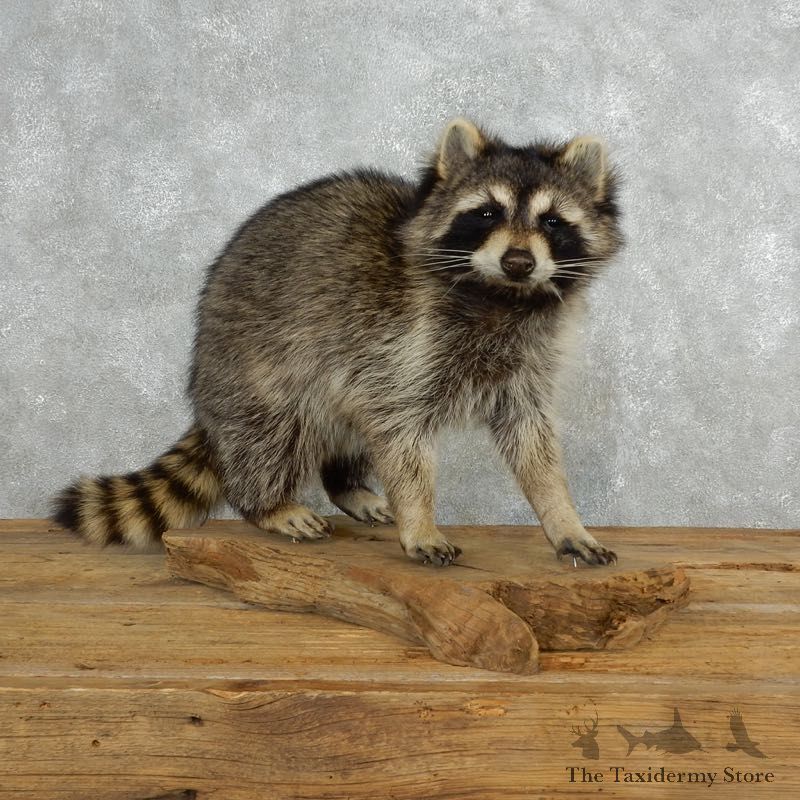 Raccoon Life-Size Mount For Sale #18152 @ The Taxidermy Store
