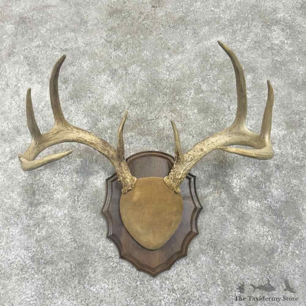 Whitetail Deer Antler Plaque Mount For Sale #30643 @ The Taxidermy Store
