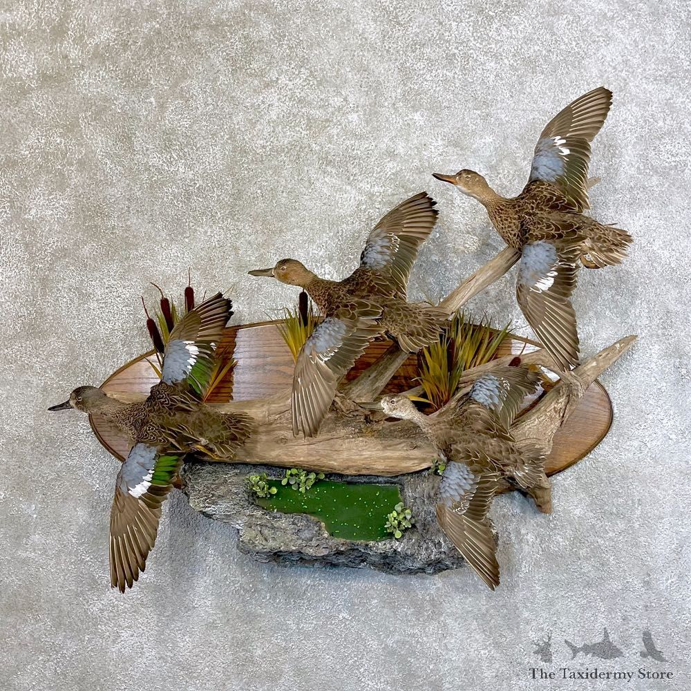 Blue Winged Teal Duck Scene For Sale #25151 @ The Taxidermy Store