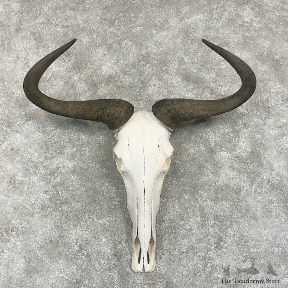 Blue Wildebeest Skull Horns European Mount For Sale #29759 @ The Taxidermy Store