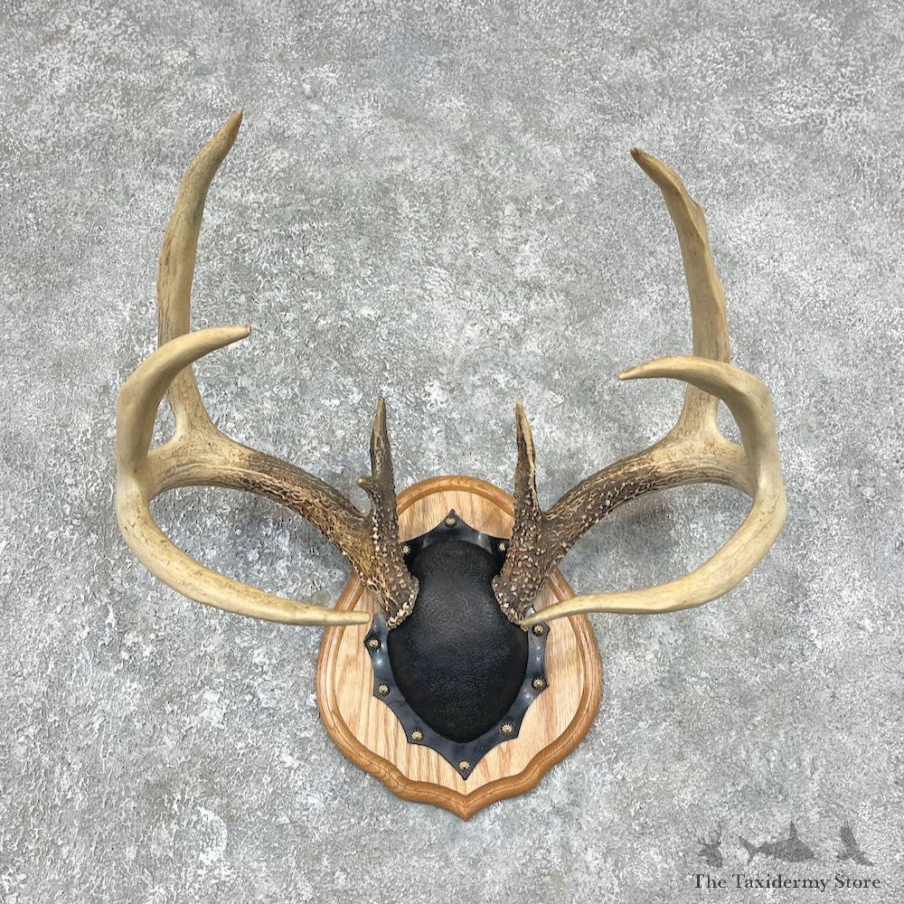 Whitetail Deer Antler Plaque Mount For Sale #25895 @ The Taxidermy Store