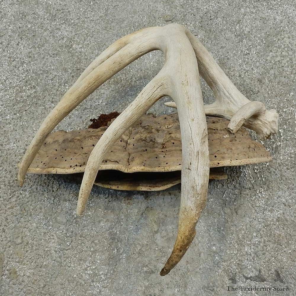 Whitetail Deer Antler Rustic Mount For Sale #16743 @ The Taxidermy Store