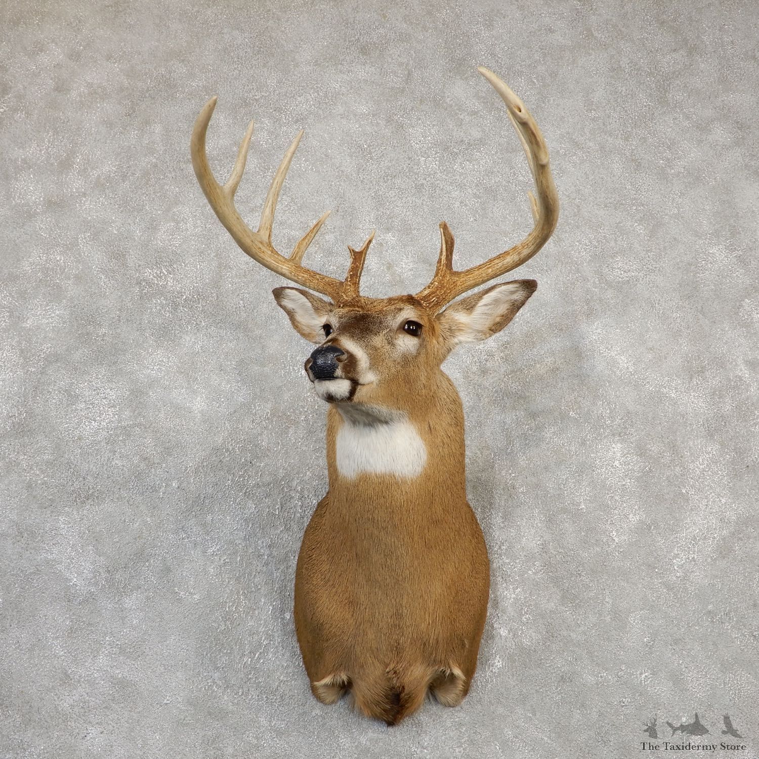 Whitetail Deer Shoulder Mount For Sale #20013 @ The Taxidermy Store