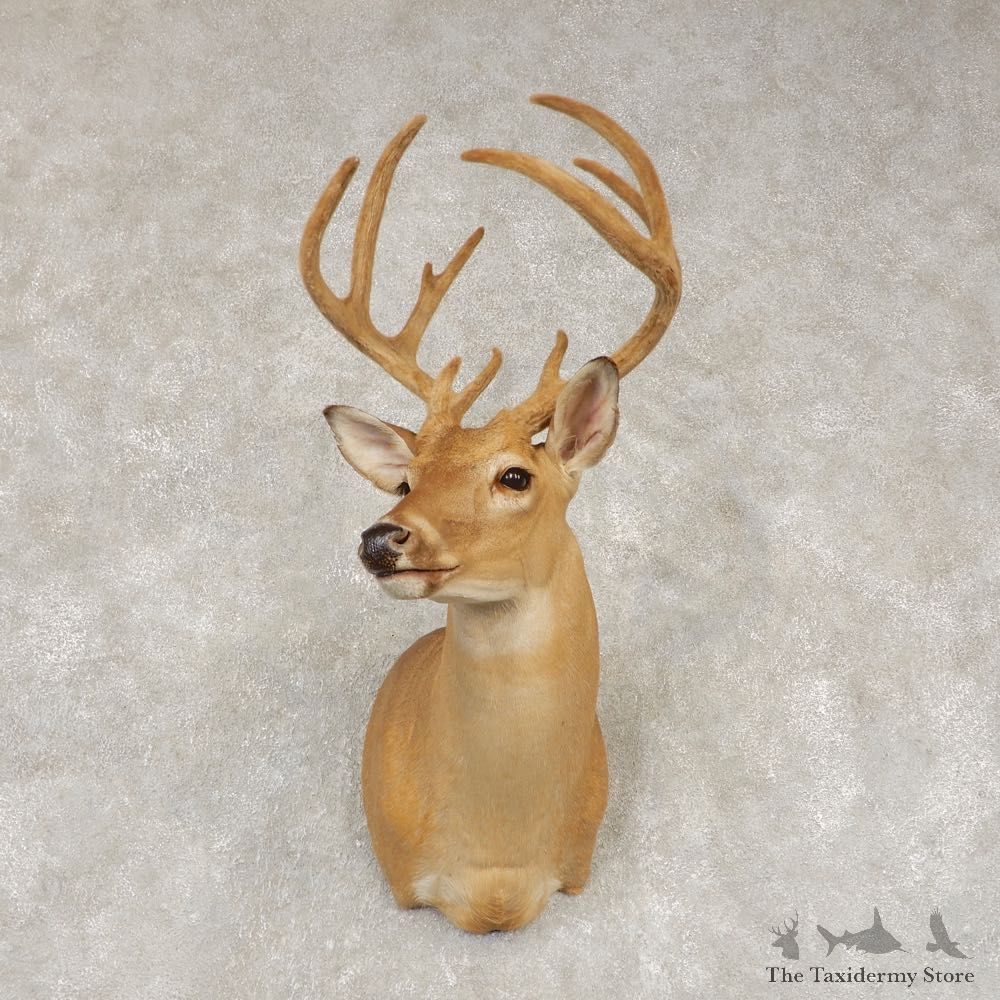 Whitetail Deer Shoulder Mount #21436 For Sale - The Taxidermy Store