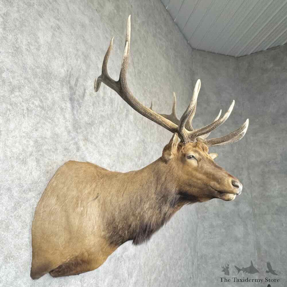 Rocky Mountain Elk Shoulder Mount For Sale #30365 @ The Taxidermy Store