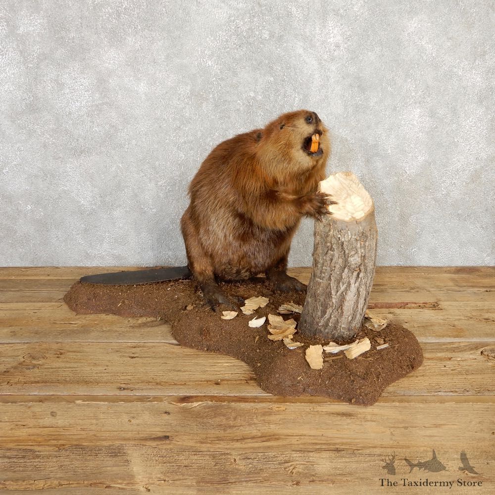 North American Beaver Mount For Sale #20223 @ The Taxidermy Store