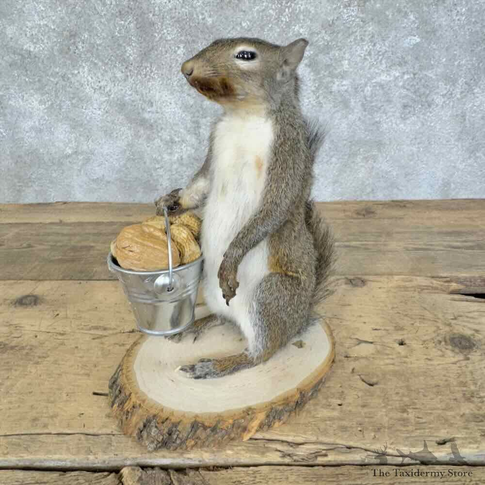 Grey Squirrel Novelty Mount For Sale #30589 @ The Taxidermy Store