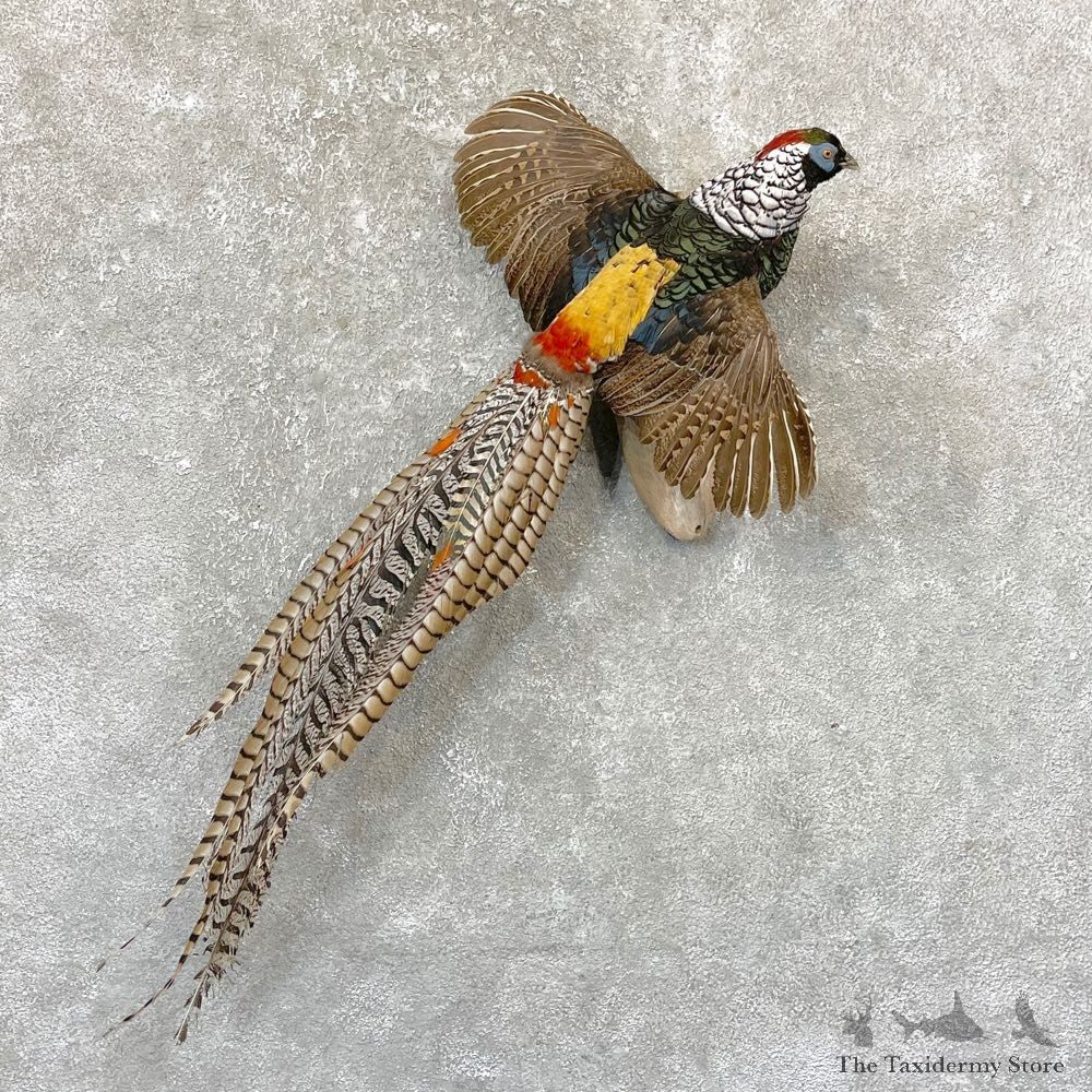 Lady Amherst Pheasant Taxidermy #24744 For Sale @ The Taxidermy Store