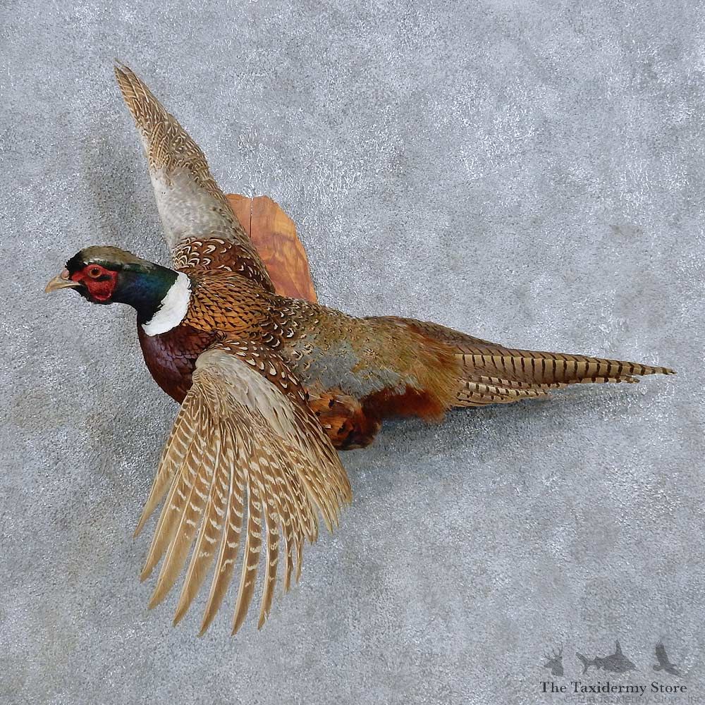 Flying Ringneck Pheasant Mount For Sale #14815 @ The Taxidermy Store