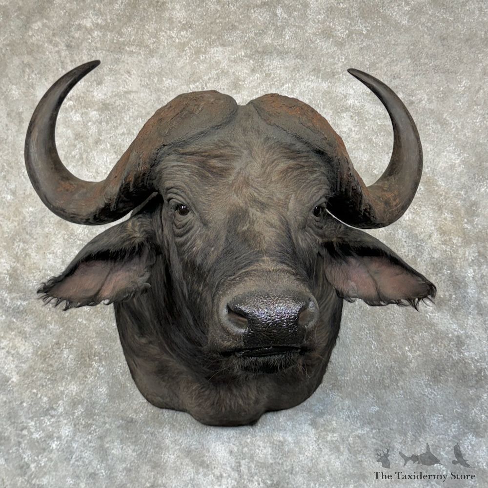 African Cape Buffalo Shoulder Mount For Sale #29606 @ The Taxidermy Store