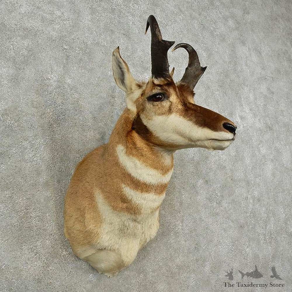 Pronghorn Antelope Shoulder Mount For Sale #16907 @ The Taxidermy-Store