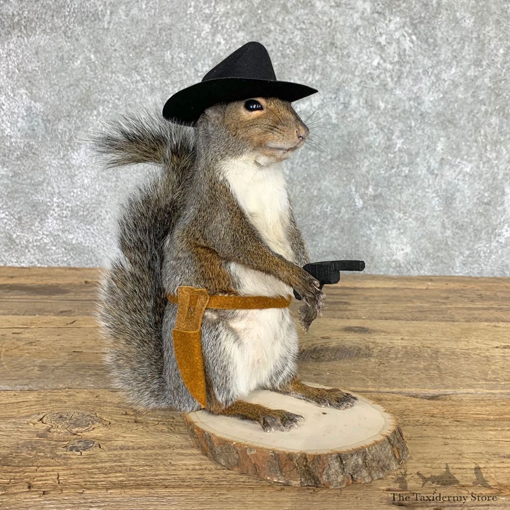 Cowboy Squirrel Novelty Mount For Sale #22441 @ The Taxidermy Store