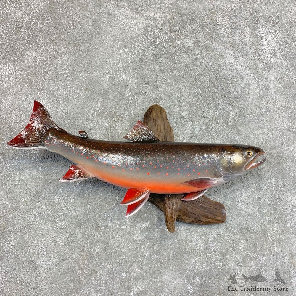 Dolly Varden Trout Fish Mount For Sale #22044 @ The Taxidermy Store