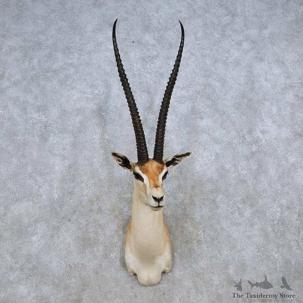 Grant’s Gazelle Shoulder Mount For Sale #14259 @ The Taxidermy Store