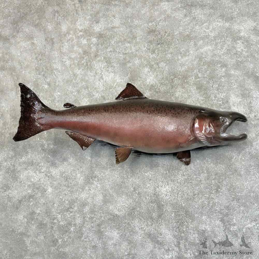 Spawning Phase King Chinook Salmon Fish Mount For Sale #31179 @ The Taxidermy Store