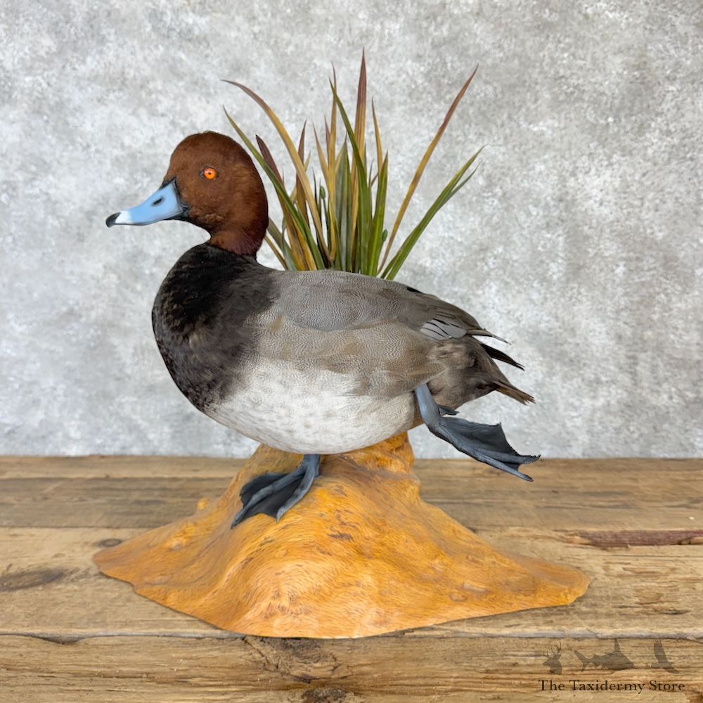 Redhead Duck Bird Mount For Sale #28349 - The Taxidermy Store