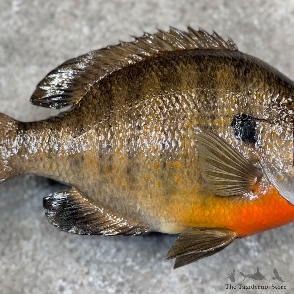Bluegill Fish Mount For Sale #30071 @ The Taxidermy Store