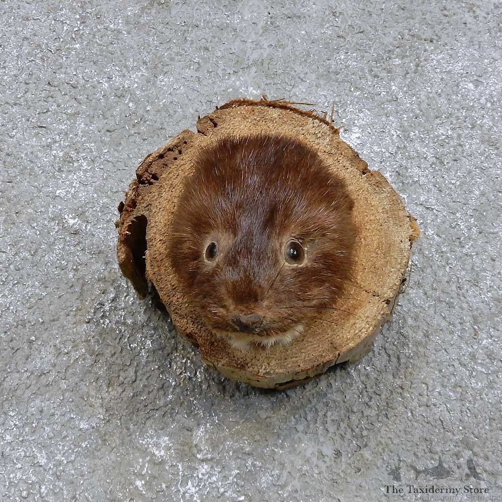 American Mink Head Mount For Sale #14413 @ The Taxidermy Store