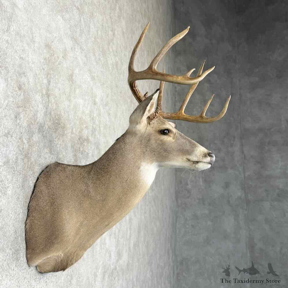 Whitetail Deer Shoulder Mount For Sale #30353 @ The Taxidermy Store