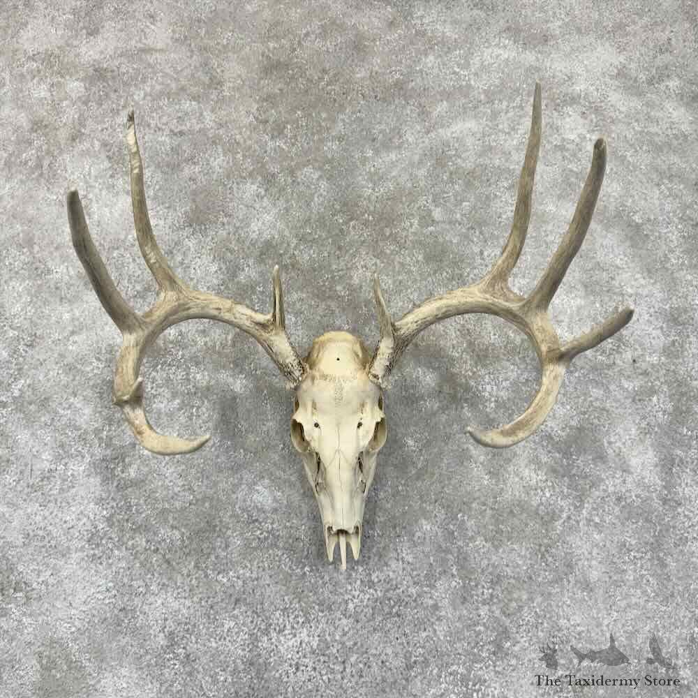 Whitetail Deer Skull European Mount For Sale #30916 @ The Taxidermy Store