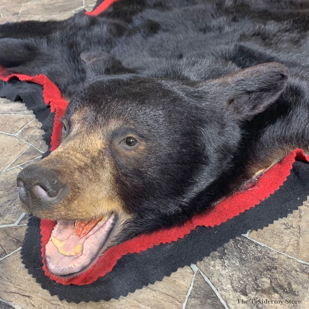 Black Bear Full-Size Rug For Sale #24003 @ The Taxidermy Store
