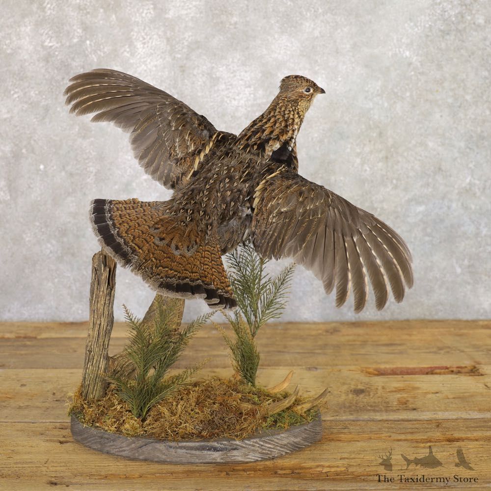 Ruffed Grouse Bird Mount For Sale #22227 @ The Taxidermy Store