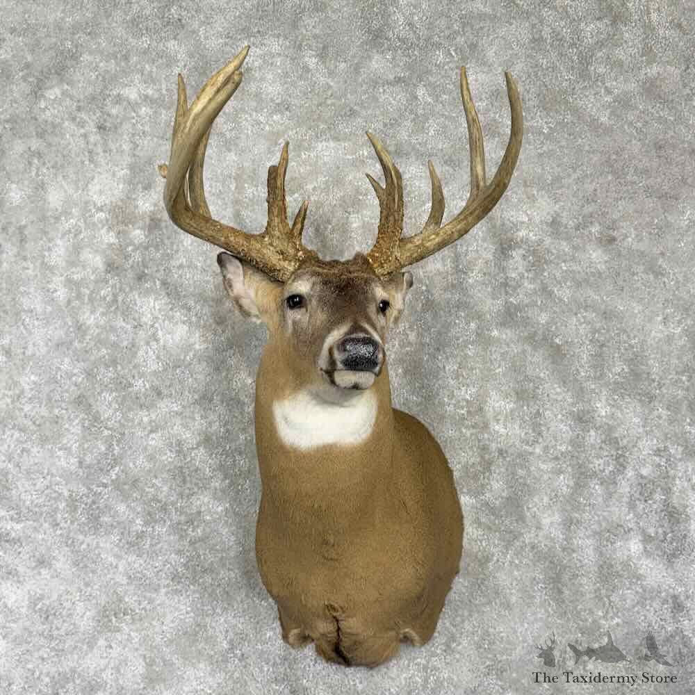 Whitetail Deer Shoulder Mount For Sale #31764 @ The Taxidermy Store