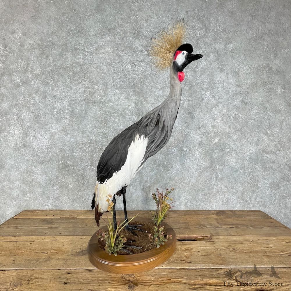 Grey-Crowned Crane Bird Mount For Sale #25558 @ The Taxidermy Store