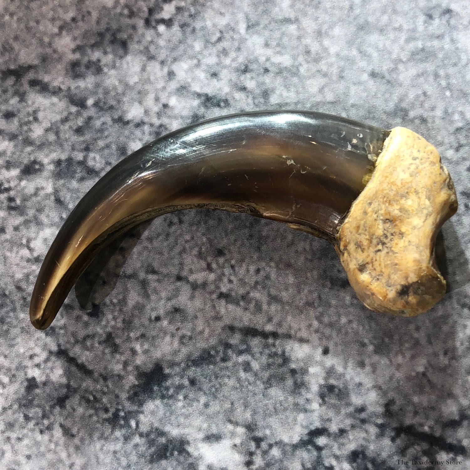 Grizzly Bear Claw For Sale #19384 @ The Taxidermy Store