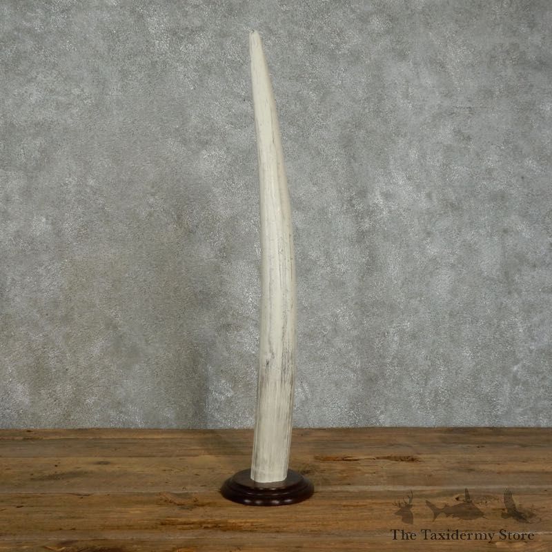 Walrus Tusk Replica Mount For Sale #17387 @ The Taxidermy Store