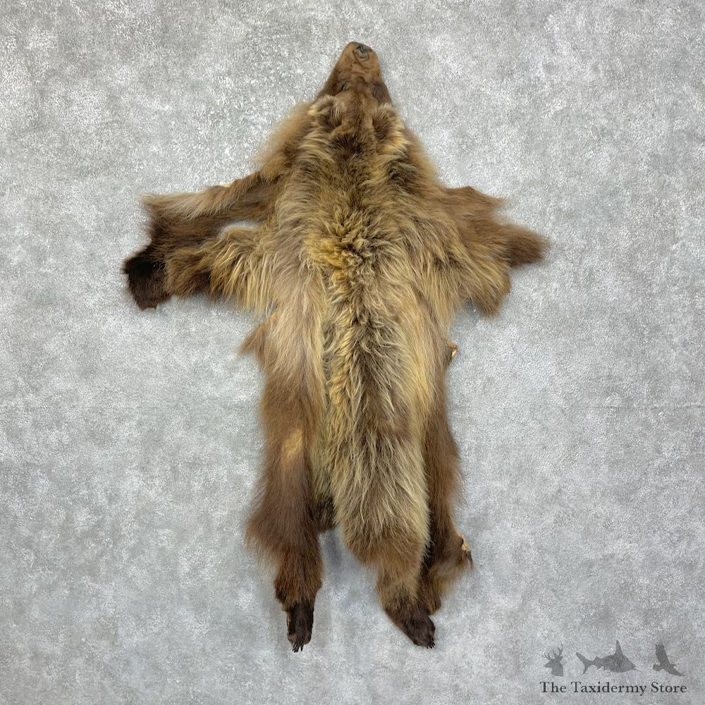 Grizzly Bear Tanned Hide For Sale #25247 @ The Taxidermy Store