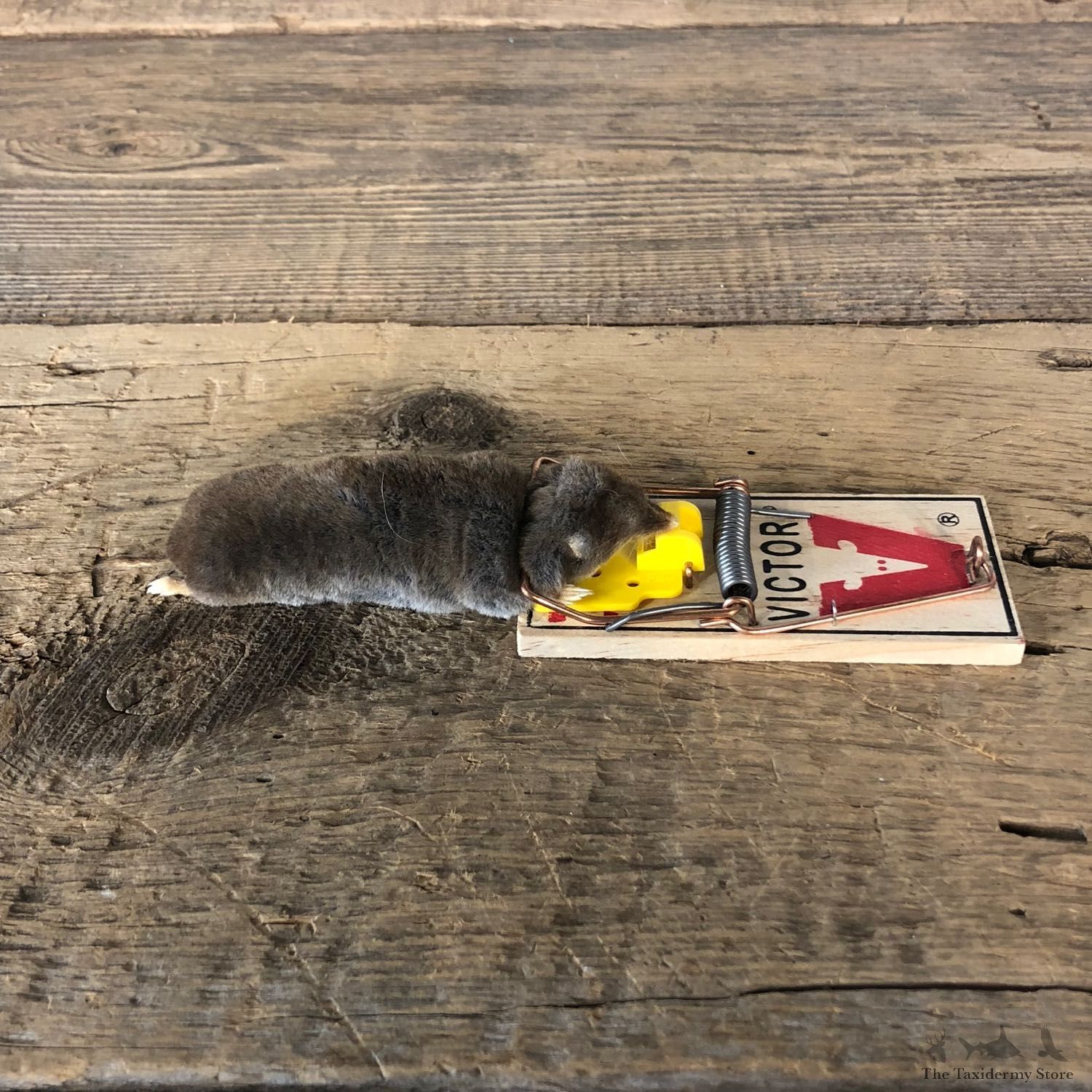 Mole Trap Novelty Mount For Sale #19900 @ The Taxidermy Store