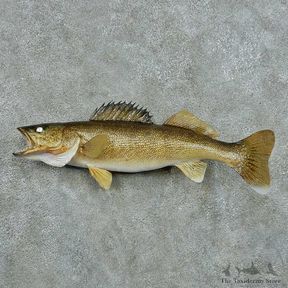 Walleye Life Size Freshwater Fish Mount #13504 For Sale @ The Taxidermy Store