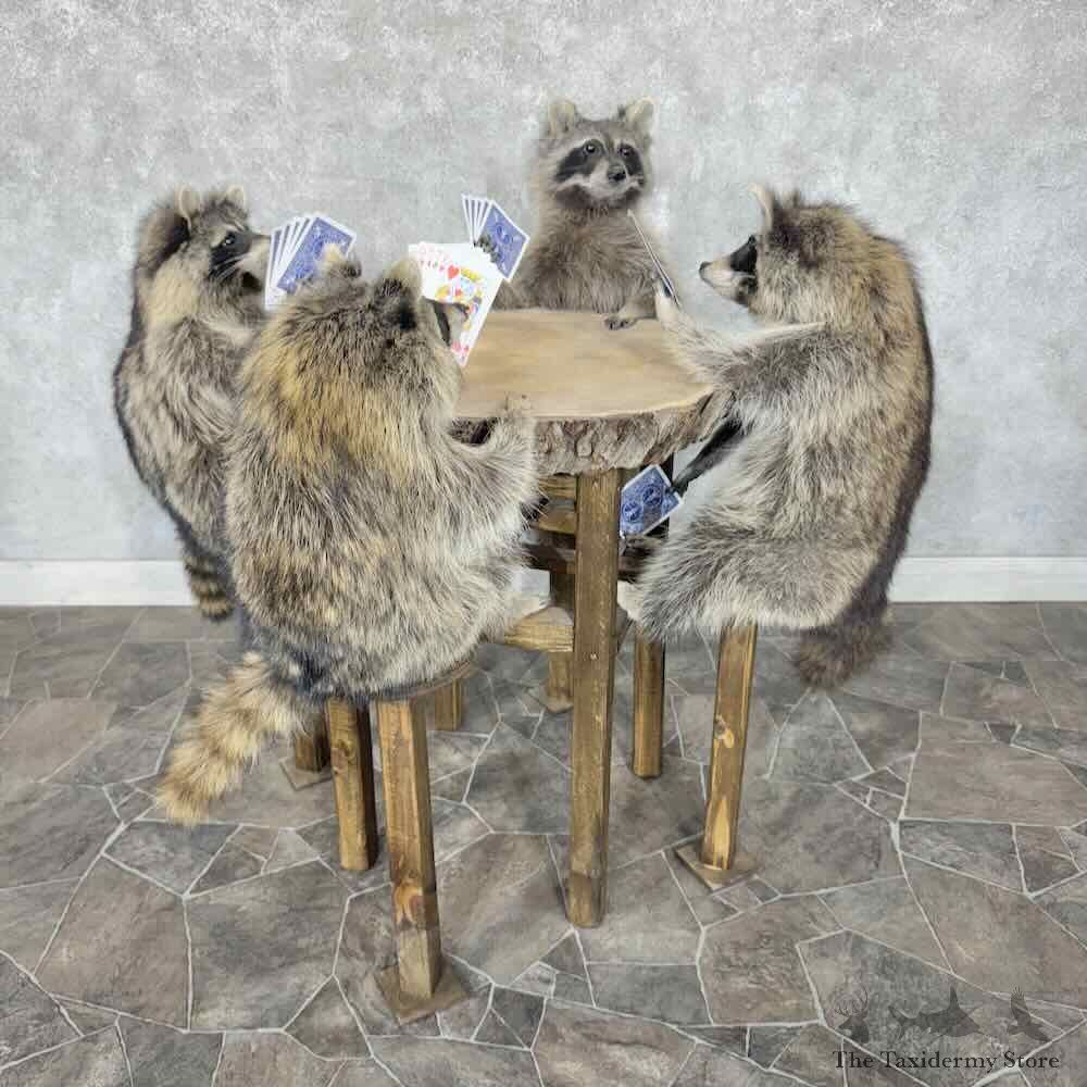 Poker Raccoons Novelty Mount For Sale #30668 @ The Taxidermy Store