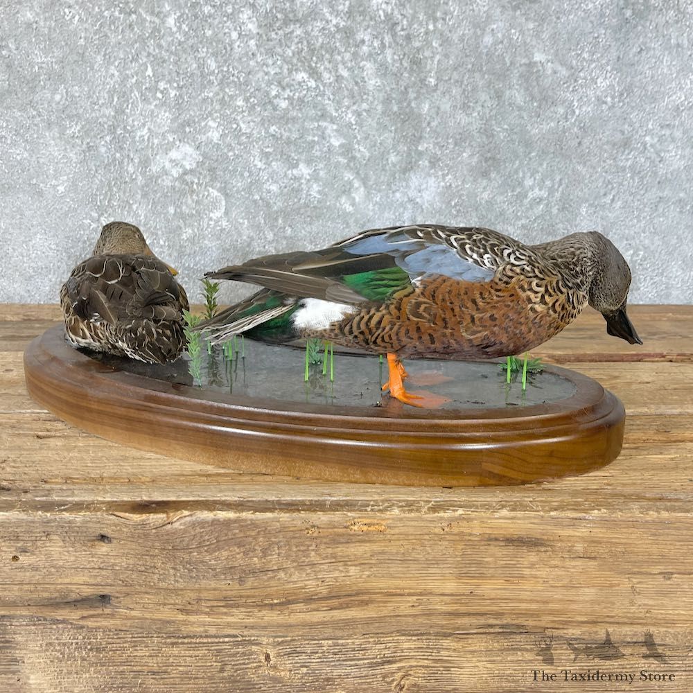 Argentine Red Shoveler Taxidermy Duck Mount For Sale #26648 @The Taxidermy Store