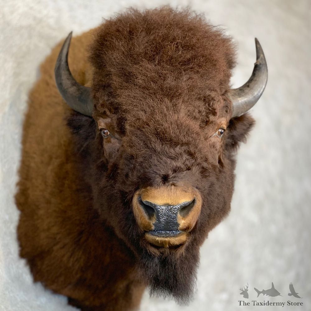 American Bison Shoulder Mount For Sale #21718 @ The Taxidermy Store
