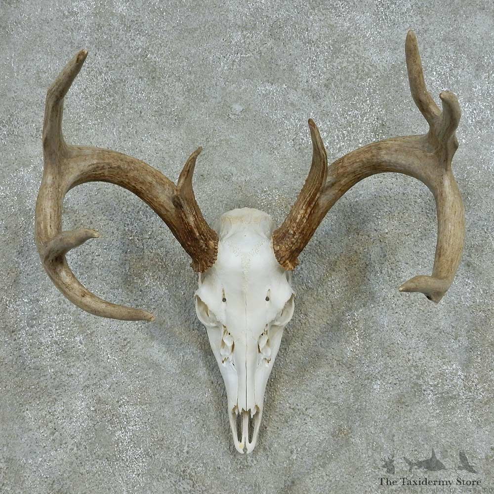 Whitetail Deer Skull Antlers European Mount #13573 For Sale @ The Taxidermy Store