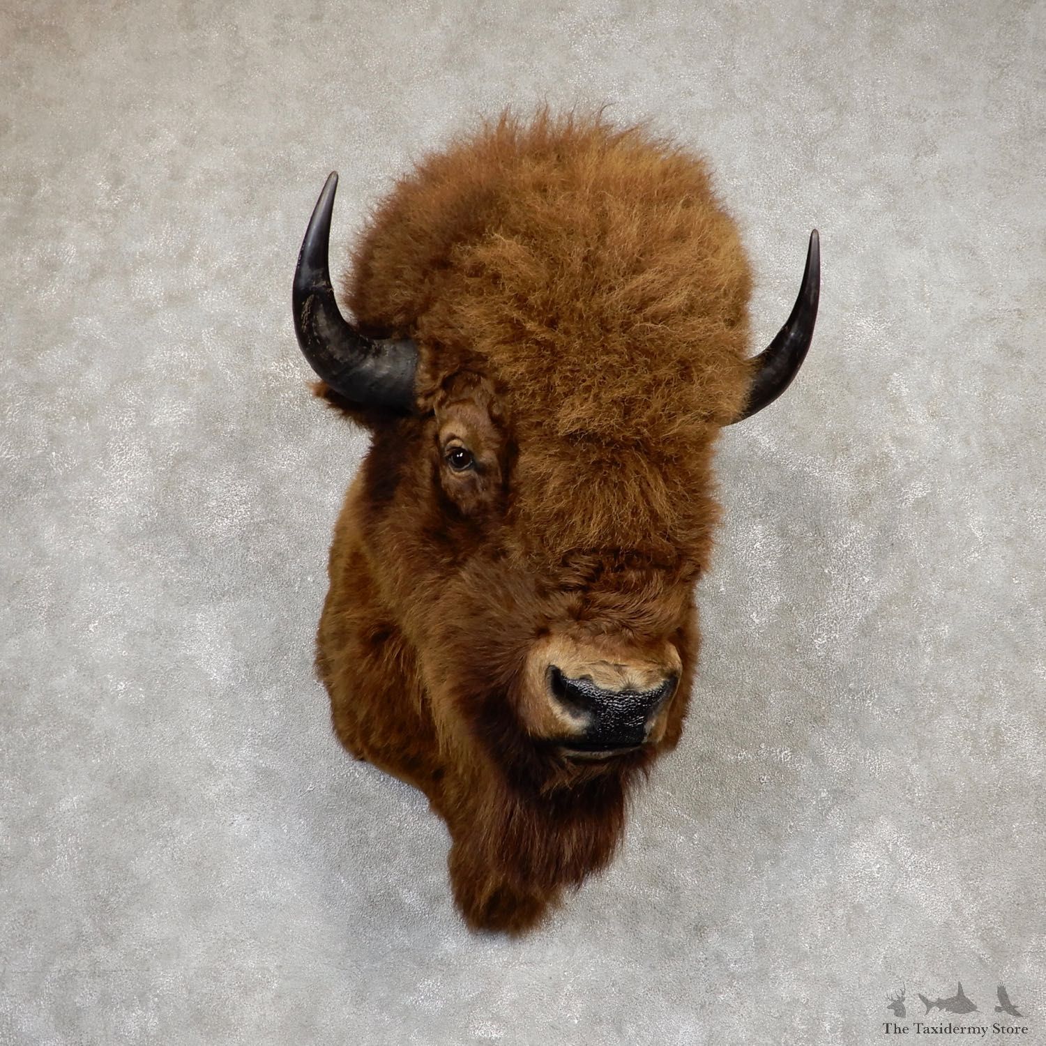 Wild Alaskan Buffalo Shoulder Mount For Sale #19919 - The Taxidermy Store