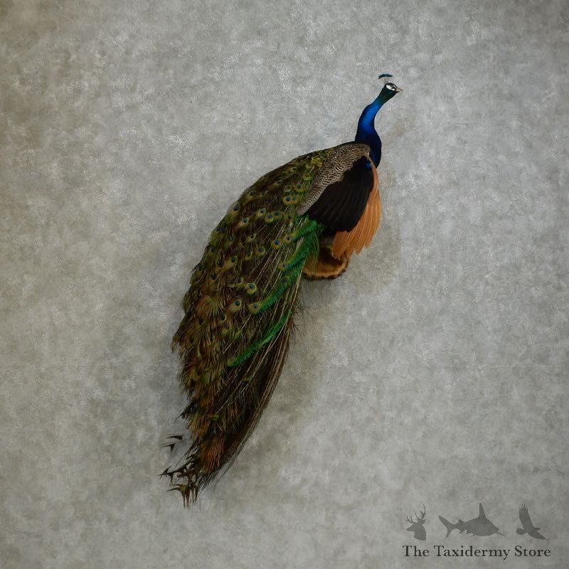 Indian Peacock Bird Mount For Sale #17166 @ The Taxidermy Store