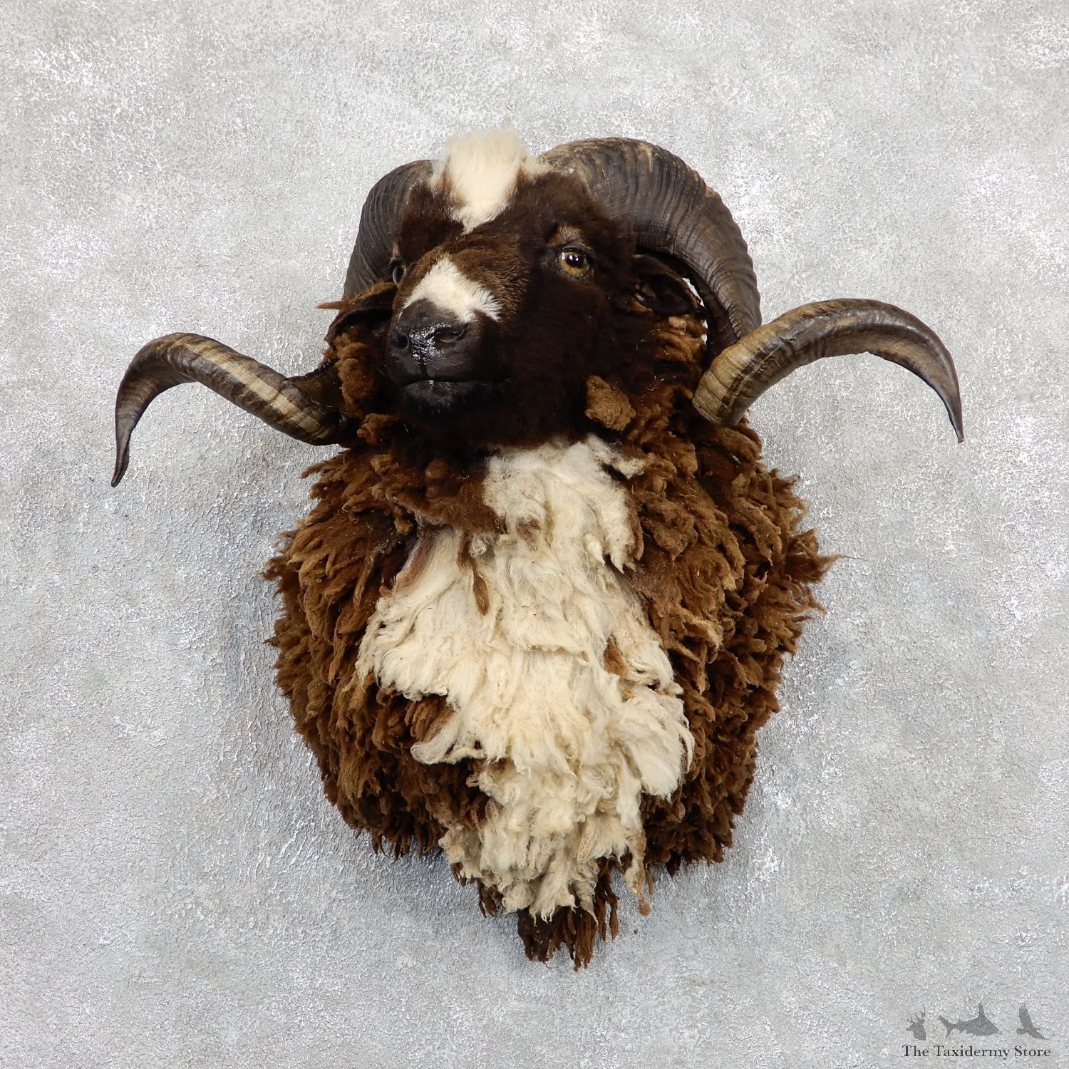 Arapawa Ram Shoulder Mount For Sale #19449 @ The Taxidermy Store