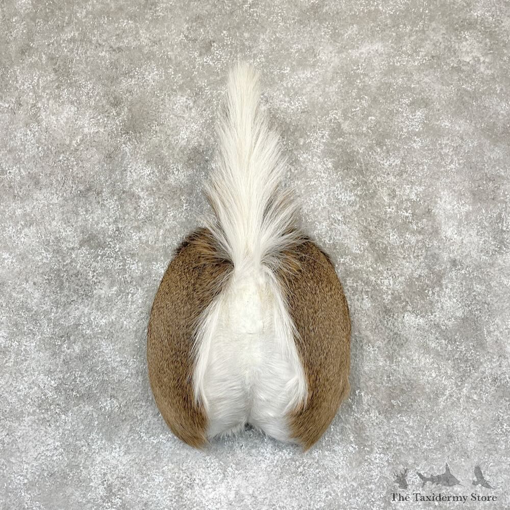 Whitetail Deer Rump Mount For Sale #28134 @ The Taxidermy Store