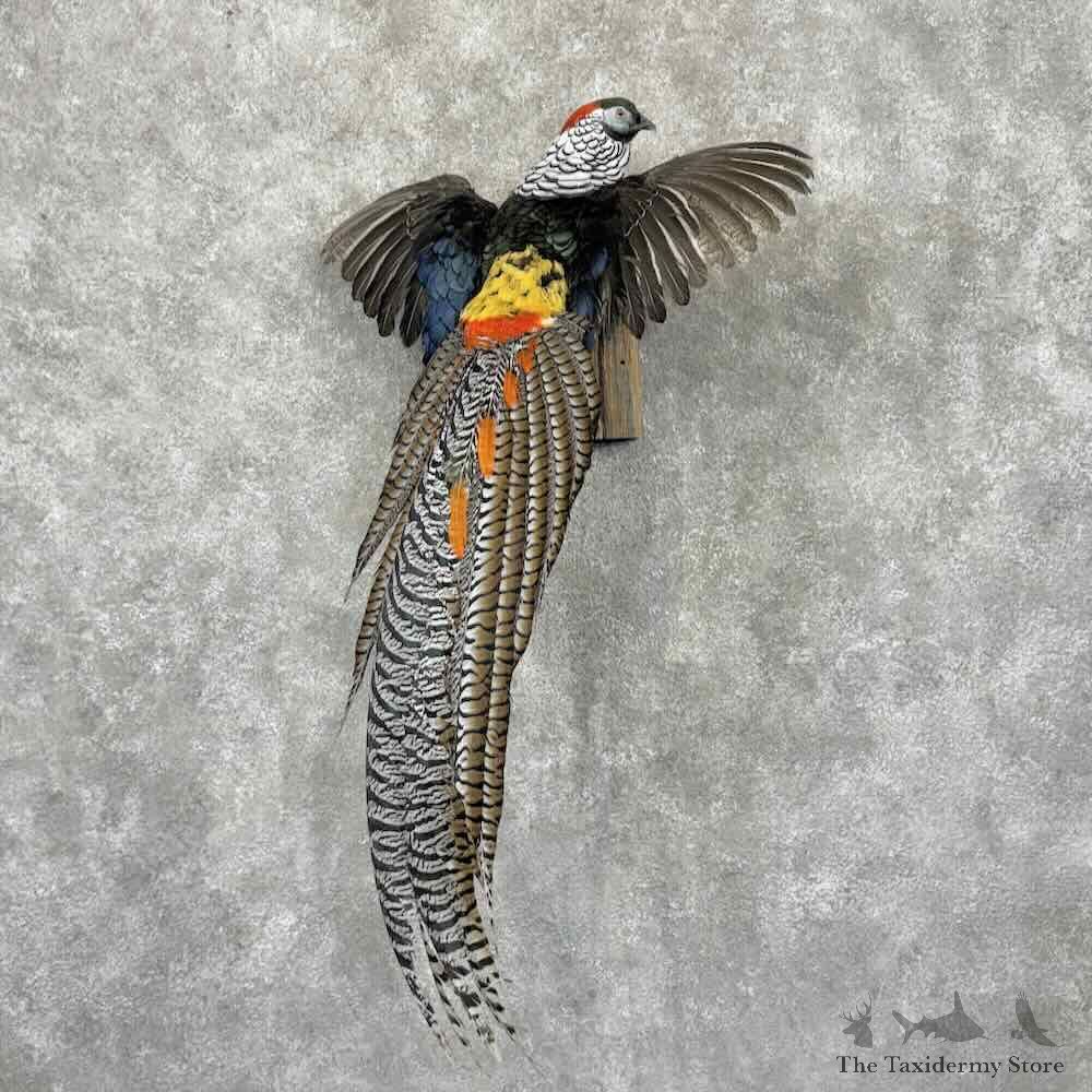 Lady Amherst Pheasant Bird Mount For Sale #31580 @ The Taxidermy Store
